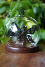 Kettlewing, The 3D Sculpted Dragon with Embroidered Wings