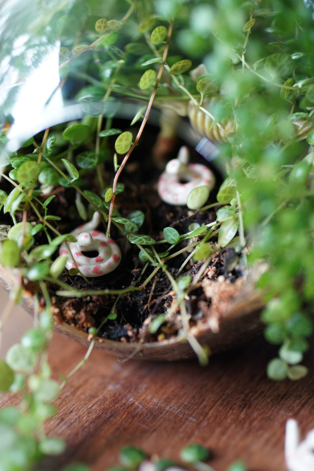 Close-up of small, ceramic snakes in a terrarium with plants on a wooden surface