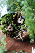 Close-up of small, ceramic snakes in a terrarium with plants on a wooden surface