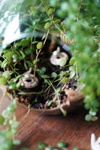 Close-up of small, ceramic snakes in a terrarium with plants on a wooden surface