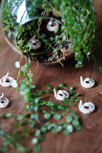 Heart Snake Miniature