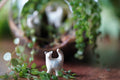 Cat Miniature