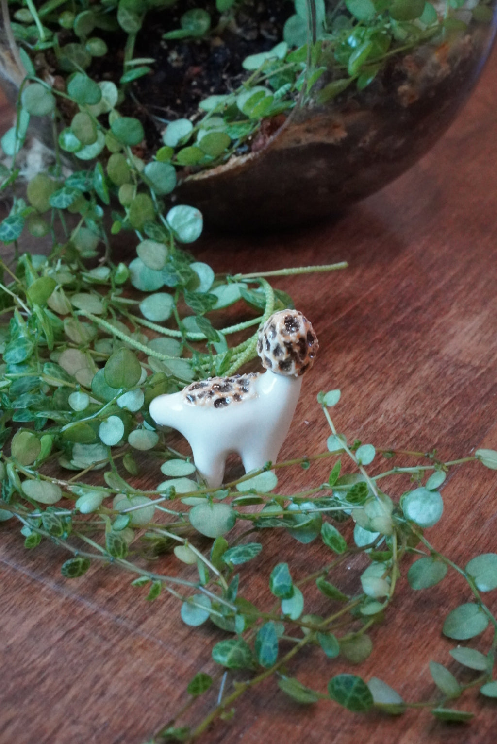 The Morel Dino