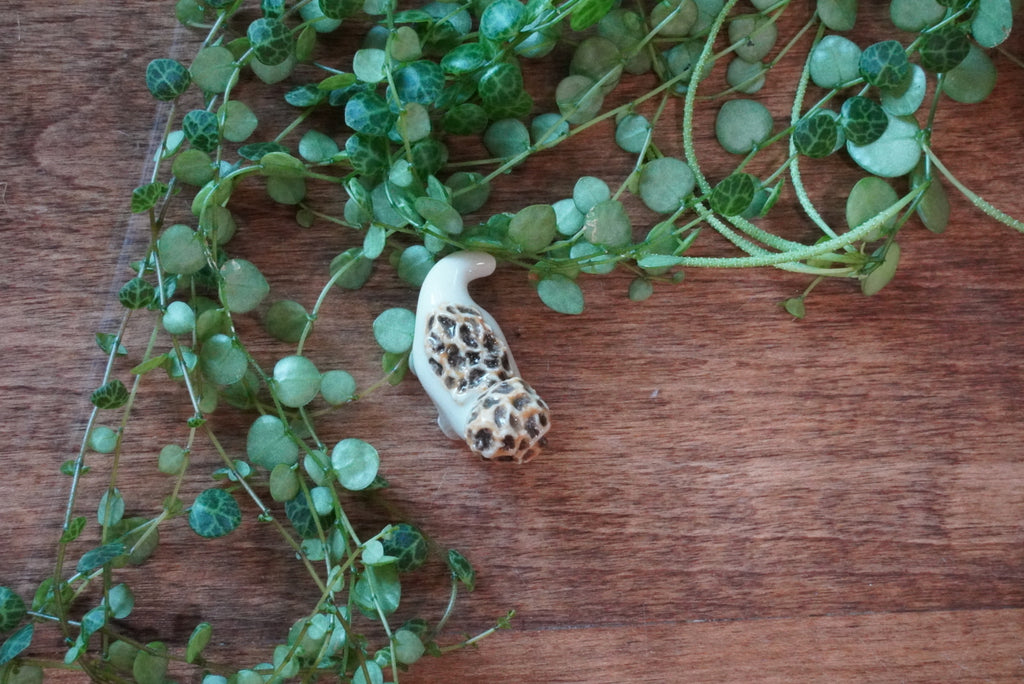 The Morel Dino