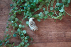The Morel Dino