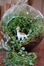 The Morel Dino