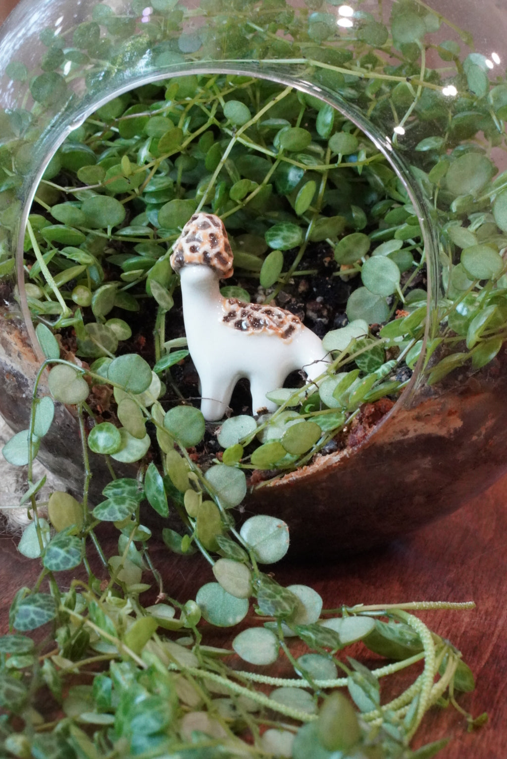 The Morel Dino