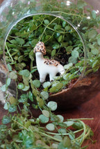 The Morel Dino