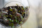 Floral, Terrarium Buddy Dino