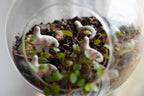 Floral, Terrarium Buddy Dino