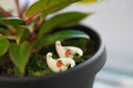 Strawberry Terrarium Buddy Dino