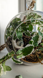 Terrarium Buddies, Snail and Frog