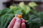 Miniature Ceramic Pumpkin Snail SEASONAL