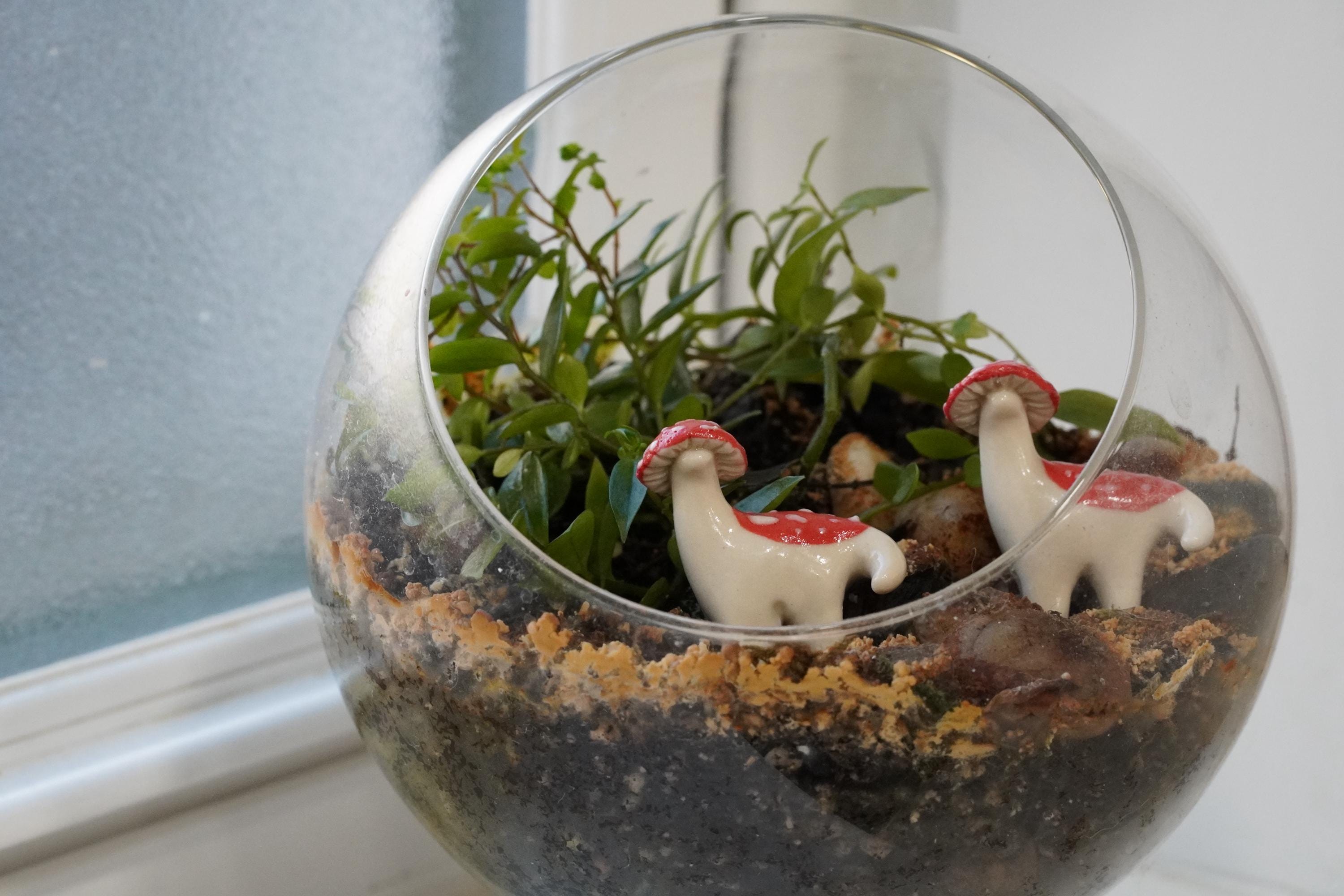 Mushroom, Terrarium Buddy Dino