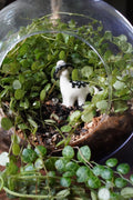 Inky Cap Mushroom Dino