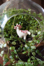 Pink Ballerina Wax Cap Dino