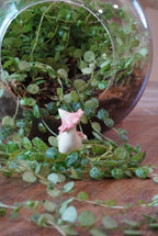 Pink Ballerina Wax Cap Dino